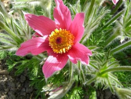 Pulsatilla v. 'Röde Klokke' geen maat specificatie 0,55L/P9cm - afbeelding 2