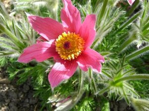 Pulsatilla v. 'Röde Klokke' geen maat specificatie 0,55L/P9cm - afbeelding 2
