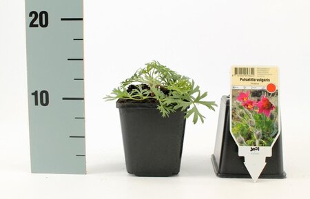 Pulsatilla v. 'Rubra' geen maat specificatie 0,55L/P9cm - afbeelding 3