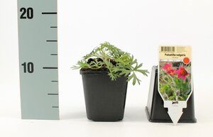 Pulsatilla v. 'Rubra' geen maat specificatie 0,55L/P9cm - afbeelding 3