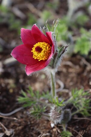 Pulsatilla v. 'Rubra' geen maat specificatie 0,55L/P9cm - afbeelding 4