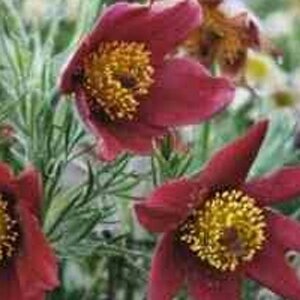 Pulsatilla v. 'Rubra' geen maat specificatie 0,55L/P9cm - afbeelding 3
