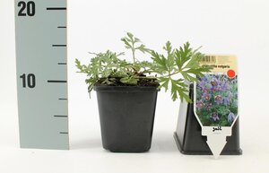 Pulsatilla vulgaris geen maat specificatie 0,55L/P9cm - afbeelding 6