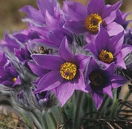 Pulsatilla vulgaris geen maat specificatie 0,55L/P9cm - afbeelding 7