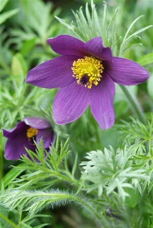 Pulsatilla vulgaris geen maat specificatie 0,55L/P9cm - afbeelding 8