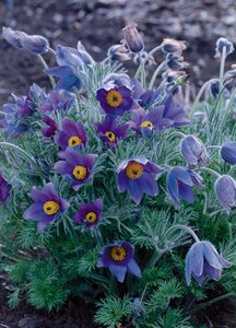 Pulsatilla vulgaris geen maat specificatie 0,55L/P9cm - afbeelding 8