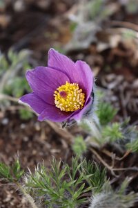 Pulsatilla vulgaris geen maat specificatie 0,55L/P9cm - afbeelding 9