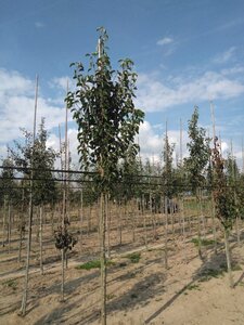 Pyrus calleryana 'Chanticleer' 12-14 Hoogstam wortelgoed 2 X verplant - afbeelding 1
