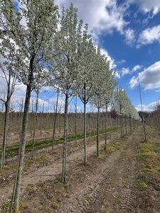 Pyrus calleryana 'Chanticleer' 16-18 Hoogstam draadkluit 3 X verplant - afbeelding 2