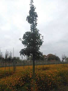 Pyrus calleryana 'Chanticleer' 16-18 Hoogstam draadkluit 3 X verplant - afbeelding 1