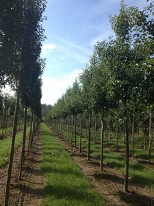 Pyrus calleryana 'Chanticleer' 18-20 Hoogstam draadkluit 3 X verplant - afbeelding 3