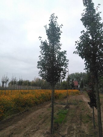 Pyrus calleryana 'Chanticleer' 18-20 Hoogstam draadkluit 3 X verplant - afbeelding 2