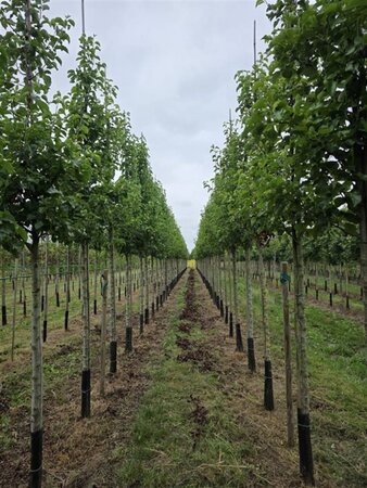 Pyrus calleryana 'Chanticleer' 18-20 Hoogstam draadkluit 3 X verplant - afbeelding 3