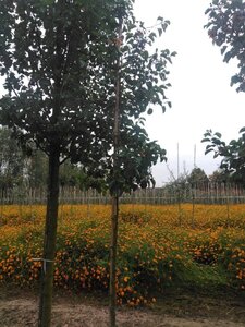 Pyrus calleryana 'Chanticleer' 6-8 Hoogstam wortelgoed - afbeelding 3