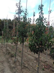 Pyrus calleryana 'Chanticleer' 6-8 cm wortelgoed geveerd - afbeelding 3