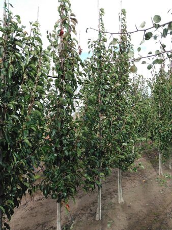 Pyrus calleryana 'Chanticleer' 6-8 cm wortelgoed geveerd - afbeelding 2