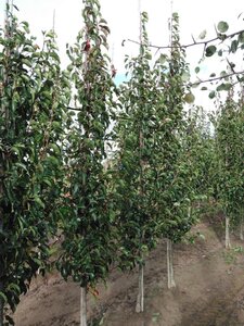 Pyrus calleryana 'Chanticleer' 6-8 cm wortelgoed geveerd - afbeelding 2