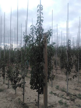 Pyrus calleryana 'Chanticleer' 6-8 cm wortelgoed geveerd - afbeelding 1