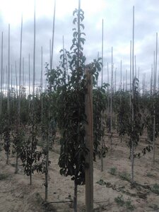 Pyrus calleryana 'Chanticleer' 6-8 cm wortelgoed geveerd - afbeelding 1