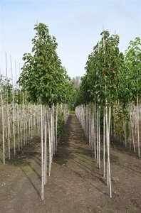 Pyrus calleryana 'Chanticleer' 6-8 cm wortelgoed geveerd - afbeelding 4