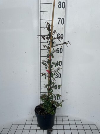 Pyracantha cocc. 'Red Column' 60-80 cm cont. 2,0L - afbeelding 3