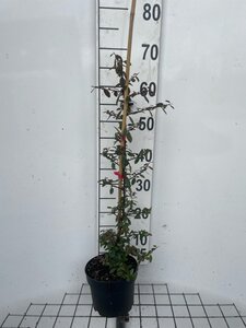 Pyracantha cocc. 'Red Column' 60-80 cm cont. 2,0L - afbeelding 3