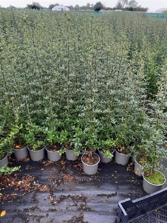 Pyracantha cocc. 'Red Column' 60-80 cm cont. 2,0L - afbeelding 3