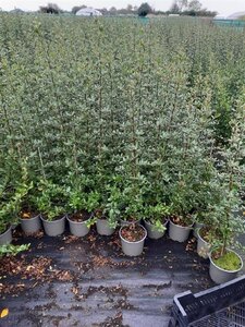 Pyracantha cocc. 'Red Column' 60-80 cm cont. 2,0L - afbeelding 3