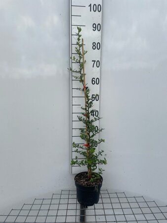 Pyracantha cocc. 'Red Column' 80-100 cm cont. 2,0L - afbeelding 3