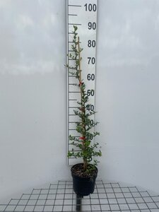 Pyracantha cocc. 'Red Column' 80-100 cm cont. 2,0L - afbeelding 3