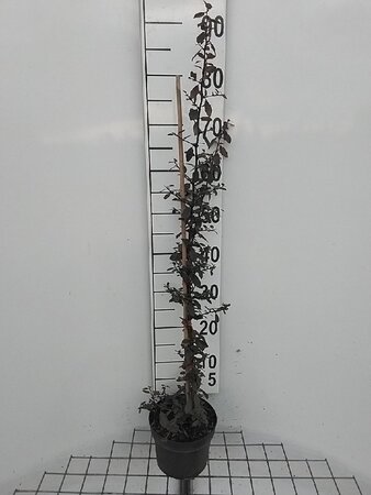 Pyracantha cocc. 'Red Column' 80-100 cm cont. 2,0L - afbeelding 4