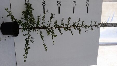 Pyracantha cocc. 'Red Column' 80-100 cm cont. 2,0L - afbeelding 5