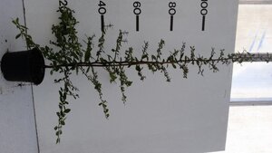 Pyracantha cocc. 'Red Column' 80-100 cm cont. 2,0L - afbeelding 5