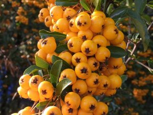Pyracantha 'Golden Charmer' 60-80 cm cont. 2,0L - image 1