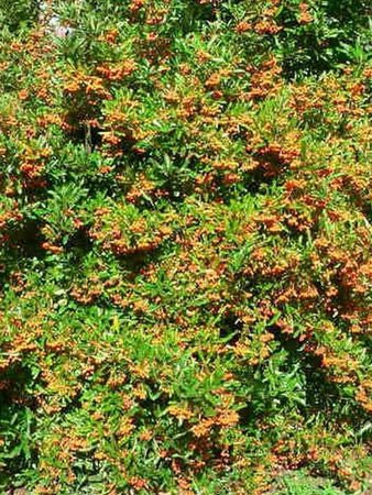 Pyracantha 'Golden Charmer' 60-80 cm cont. 2,0L - image 2