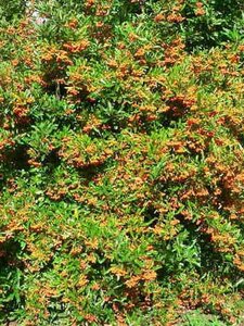 Pyracantha 'Golden Charmer' 60-80 cm cont. 2,0L - image 2