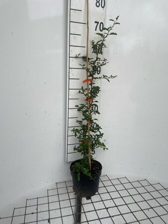 Pyracantha 'Orange Glow' 60-80 cm cont. 2,0L - afbeelding 4