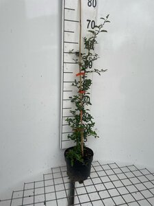 Pyracantha 'Orange Glow' 60-80 cm cont. 2,0L - afbeelding 4