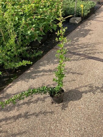 Pyracantha 'Orange Glow' 60-80 cm cont. 2,0L - afbeelding 5