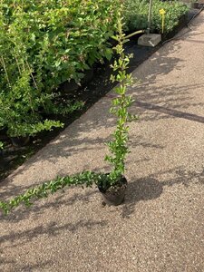 Pyracantha 'Orange Glow' 60-80 cm cont. 2,0L - afbeelding 5