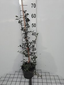 Pyracantha 'Orange Glow' 60-80 cm cont. 2,0L - afbeelding 7