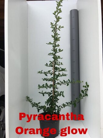 Pyracantha 'Orange Glow' 60-80 cm cont. 2,0L - afbeelding 6