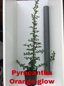 Pyracantha 'Orange Glow' 60-80 cm cont. 2,0L - afbeelding 6