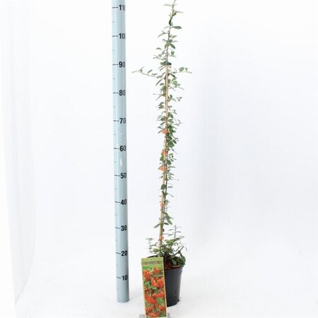Pyracantha 'Orange Glow' 70 cm vierkant 2L