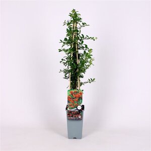 Pyracantha 'Orange Glow' 70 cm vierkant 2L
