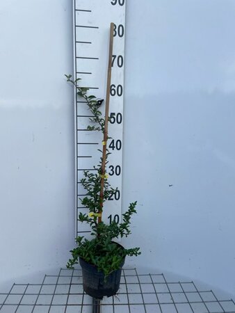 Pyracantha 'Soleil d'Or' 60-80 cm cont. 2,0L - afbeelding 1