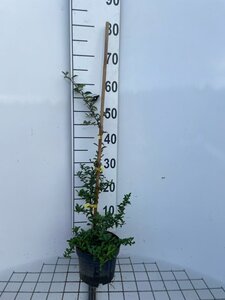 Pyracantha 'Soleil d'Or' 60-80 cm cont. 2,0L