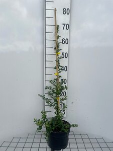 Pyracantha 'Soleil d'Or' 60-80 cm cont. 2,0L - afbeelding 2