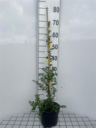 Pyracantha 'Soleil d'Or' 60-80 cm cont. 2,0L - afbeelding 1