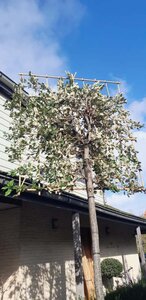 Quercus ilex 18-20 Hoogstam container SCHERM,br150xh180 200 cm stam